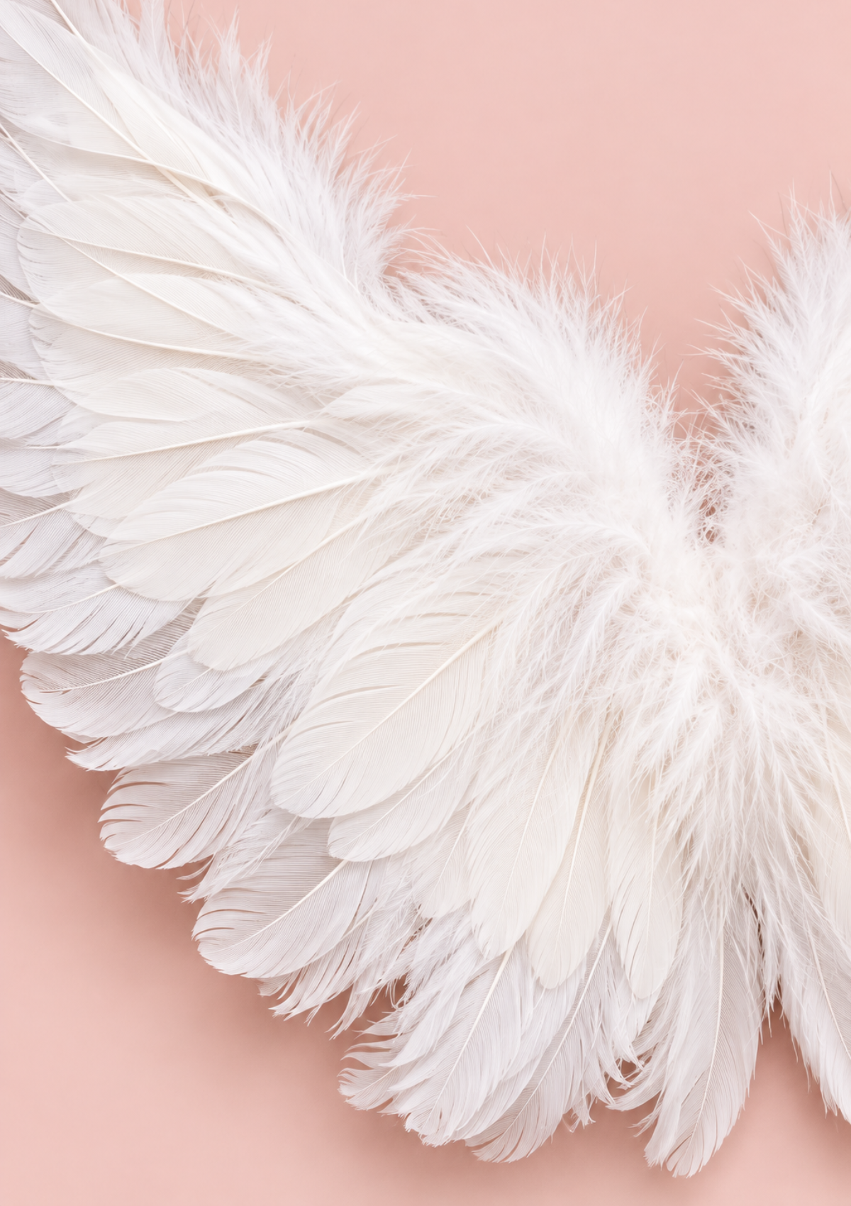 White feather angel wings displayed against a soft pink background.
