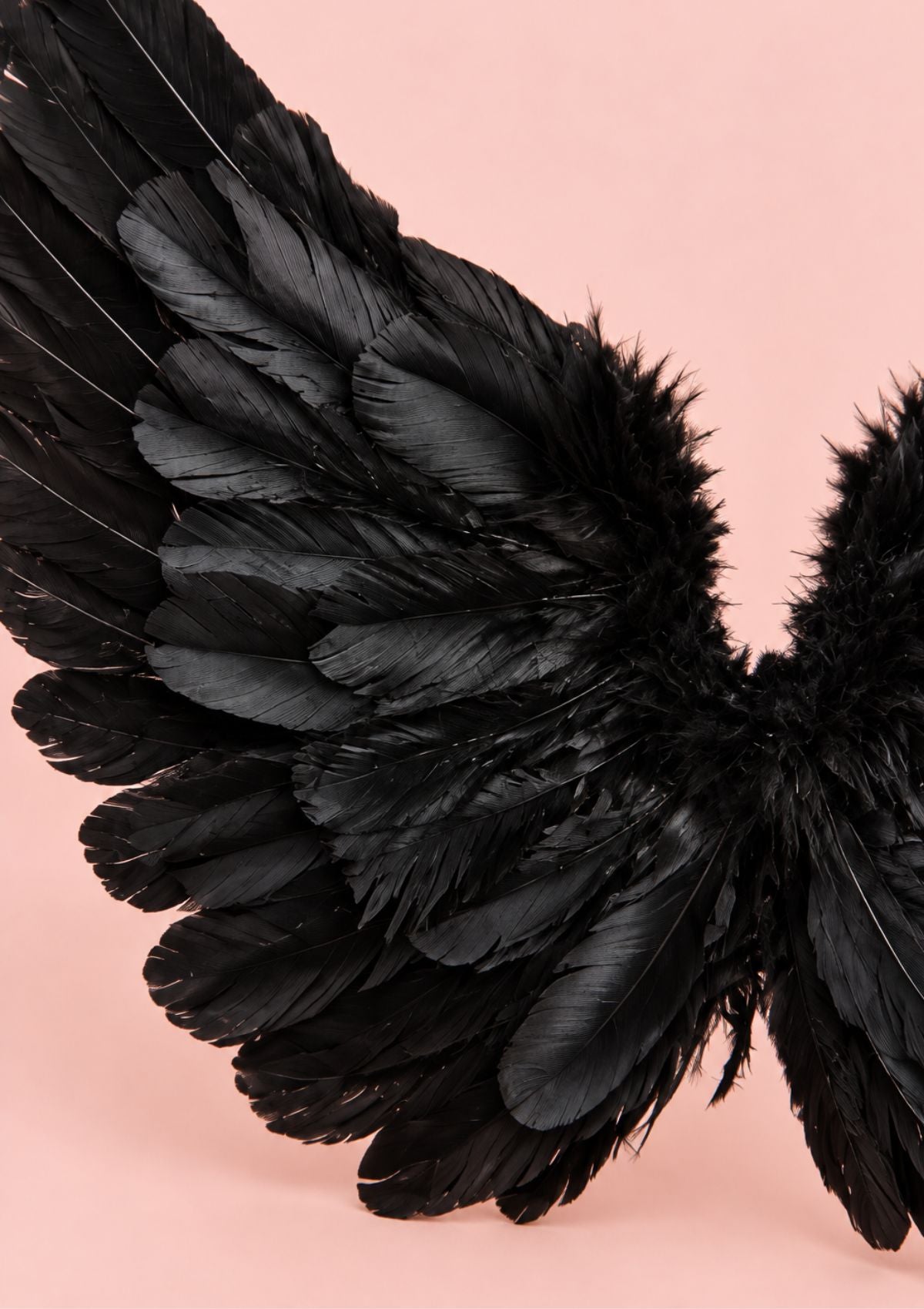 A close-up of a pair of black feather angel wings against a solid light pink background.